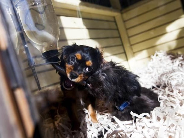 Stop alla vendita di cuccioli di cani e gatti nei negozi